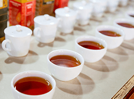 紅茶資格おすすめ情報比較サイトのサムネ画像